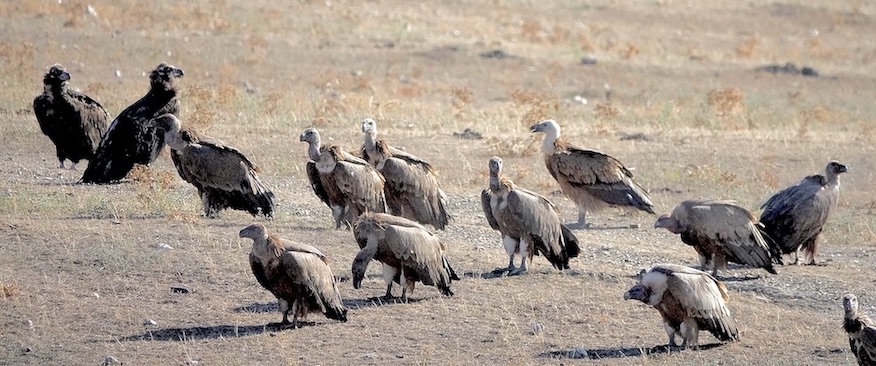 Griffon vulture